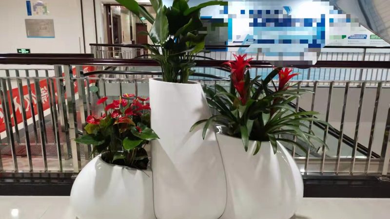 绿植租赁养护，频率规范揭秘**