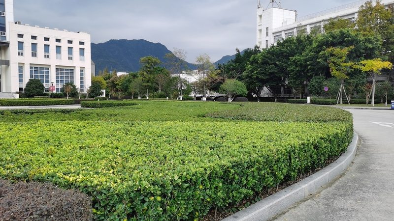 北京绿植租赁，揭秘那些你不知道的植物种类